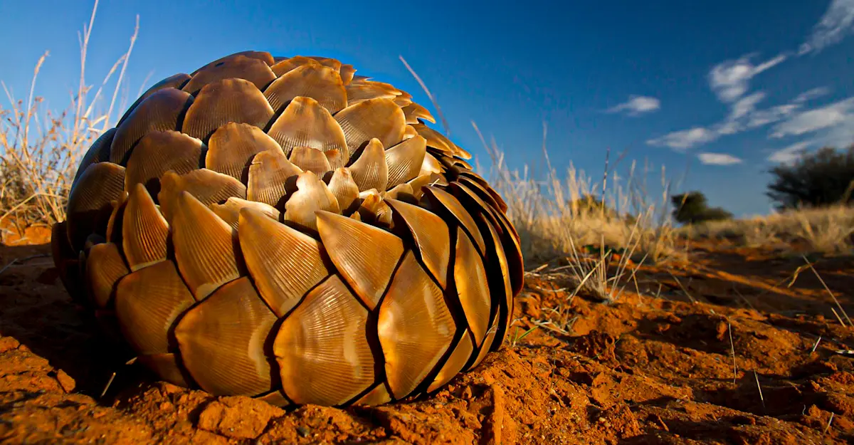 Pangolin, Tswalu Kalahari, South Africa.