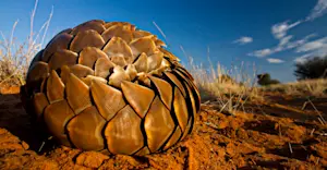 Pangolin, Tswalu Kalahari, South Africa