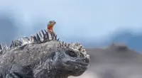 Marine iguana and lava lizard, Fernandina Island, Galapagos, Ecuador.