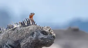 Marine iguana and lava lizard, Fernandina Island, Galapagos, Ecuador.