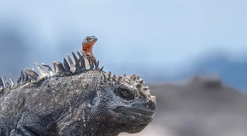 Marine iguana and lava lizard, Fernandina Island, Galapagos, Ecuador.