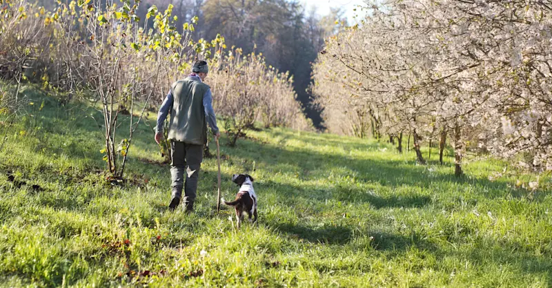 Tartufaio hunting for truffles, Piedmont, Italy.