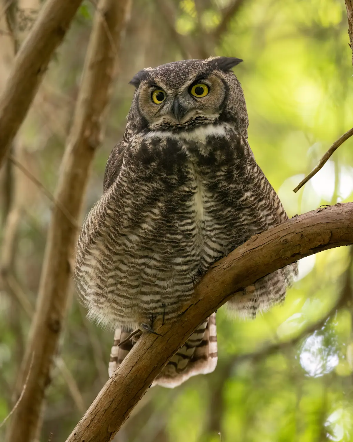 Great Horned Owl, Canada.