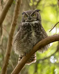 Great Horned Owl, Canada