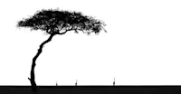 Slideshow Thumbnail 10 of 16