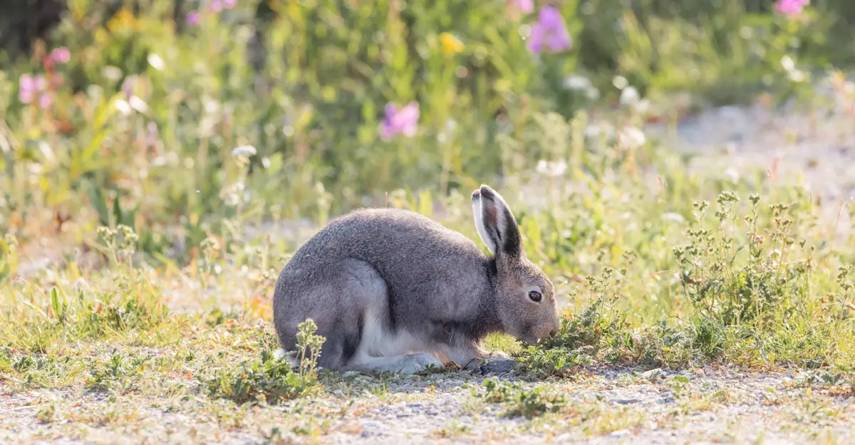 Arctic hare, Churchill, Canada.