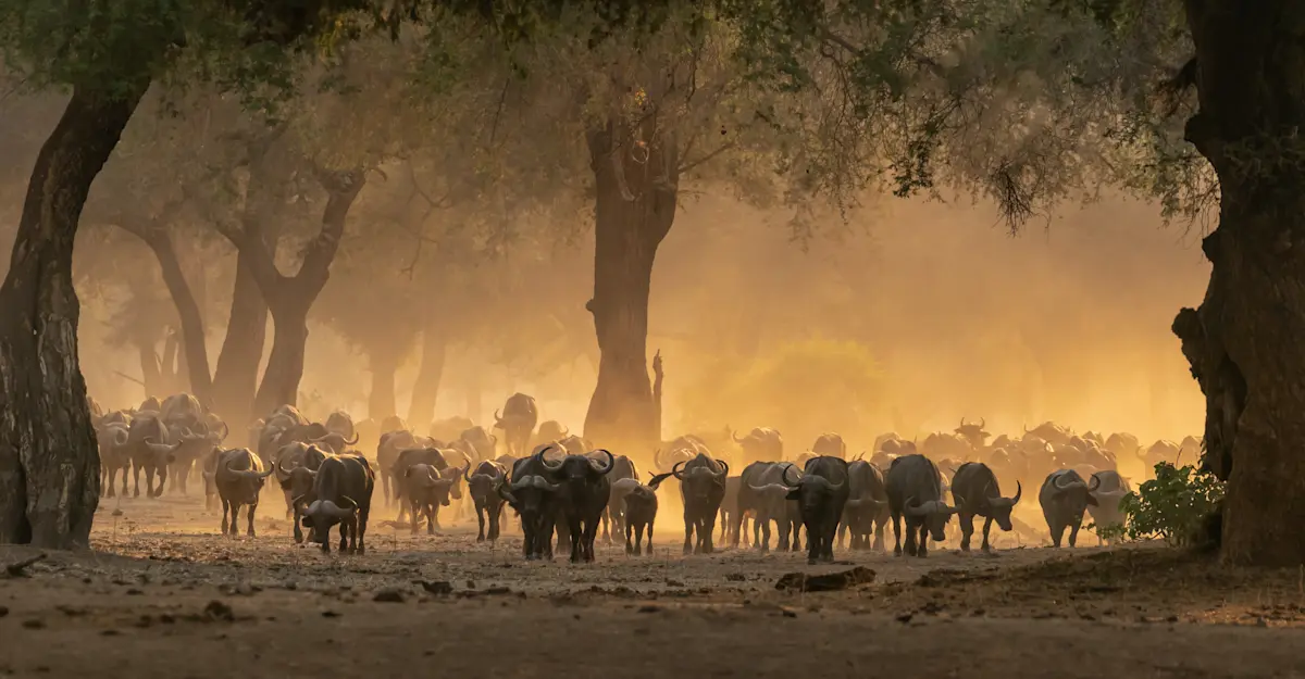 Buffalo herd, Lower Zambezi.