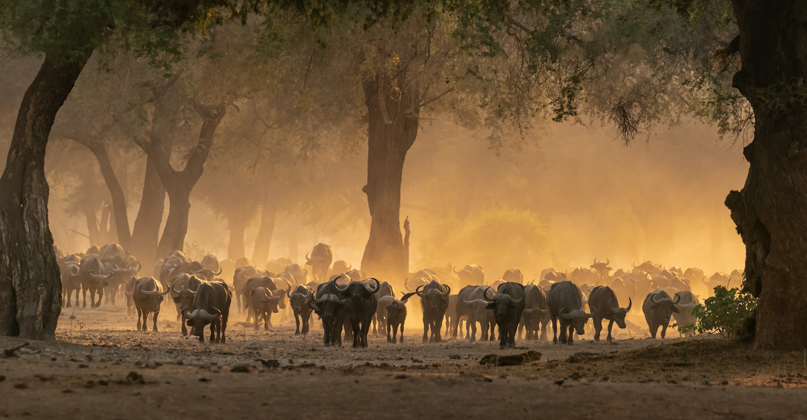 Buffalo herd, Lower Zambezi