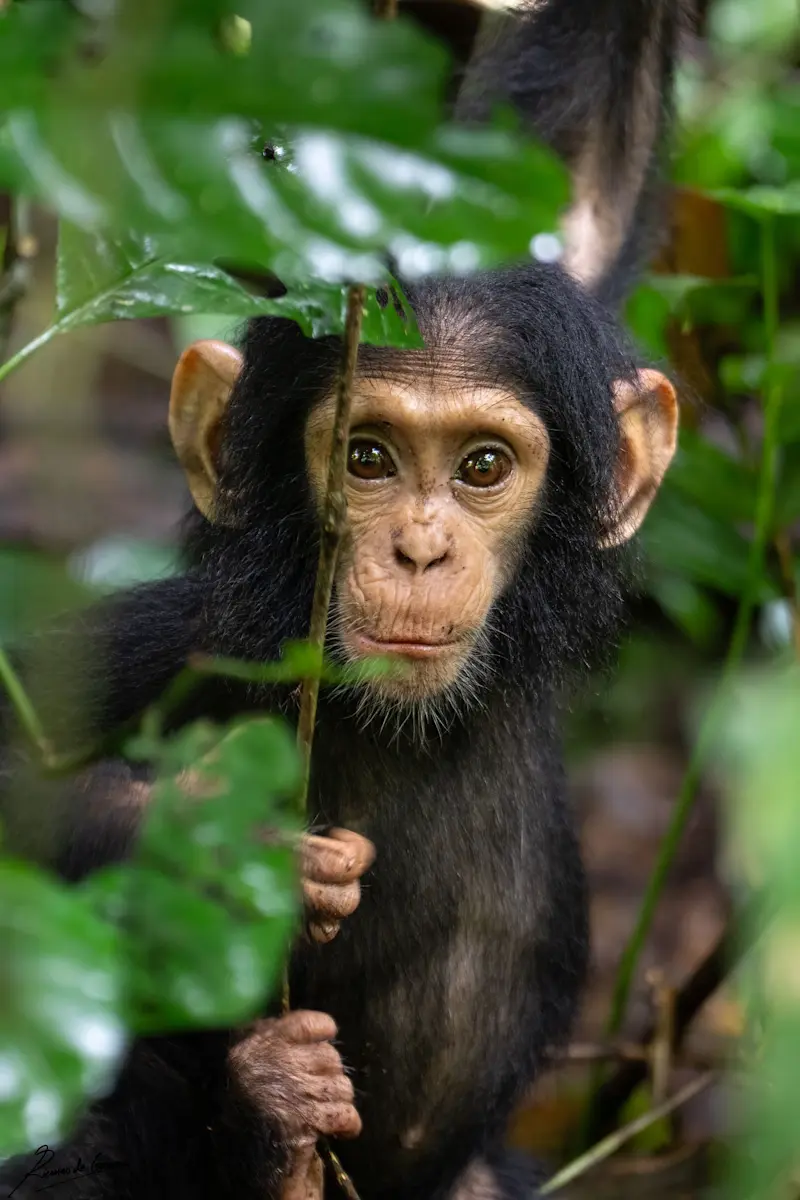Chimpanzee, Kibale National Park, Uganda.