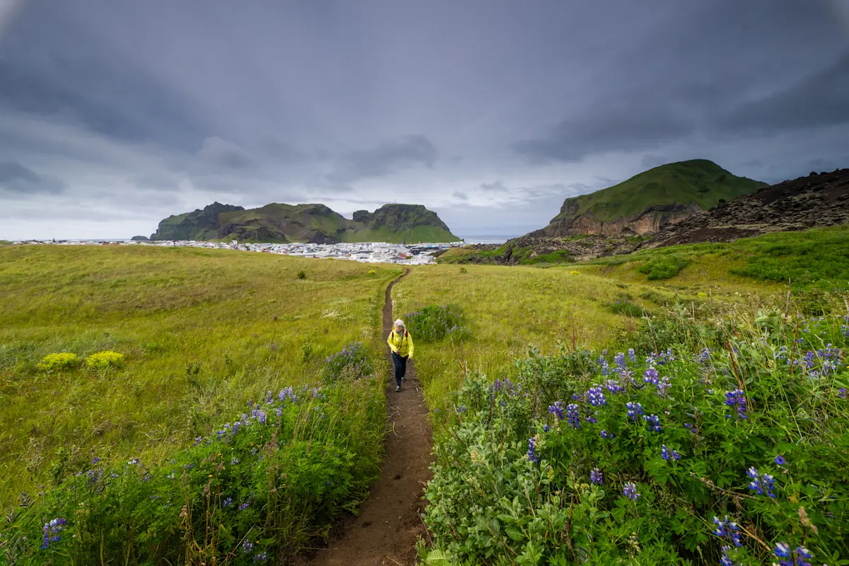 Guest hiking Eldfell volcano, Heimaey Island, Iceland.