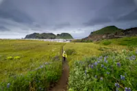 Guest hiking Eldfell volcano, Heimaey Island, Iceland.