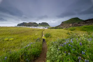 Guest hiking Eldfell volcano, Heimaey Island, Iceland.