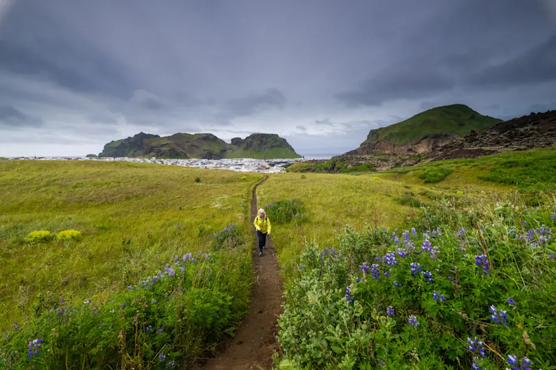 Guest hiking Eldfell volcano, Heimaey Island, Iceland.