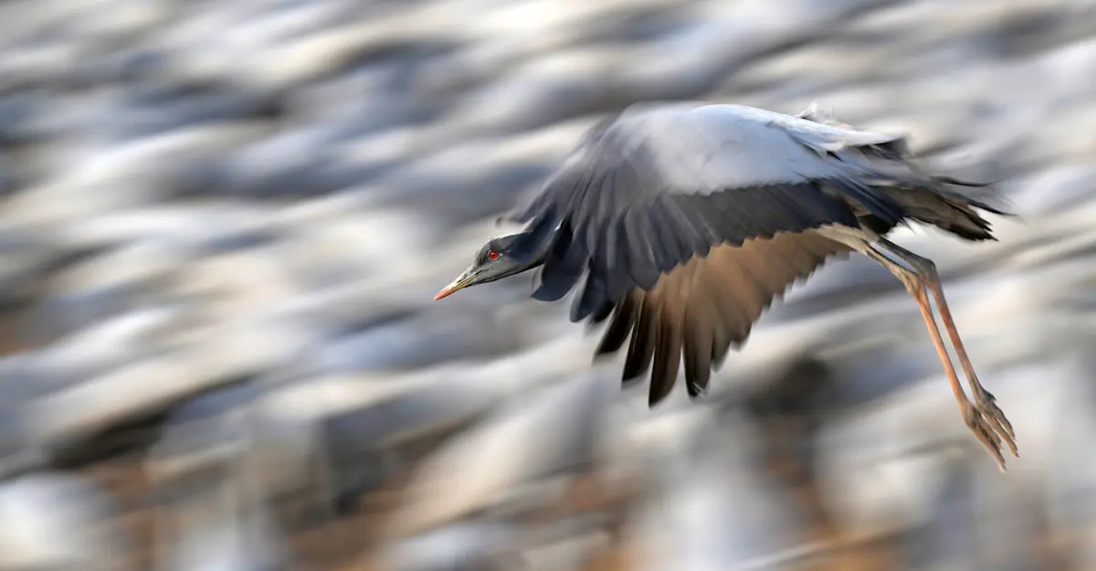 Demoiselle Crane.