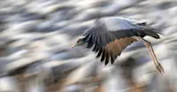 Demoiselle Crane