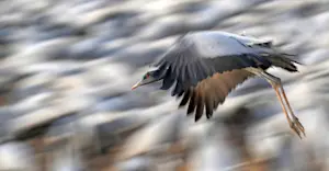 Demoiselle Crane