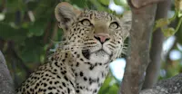 Leopard, Linyanti Private Reserve, Botswana.