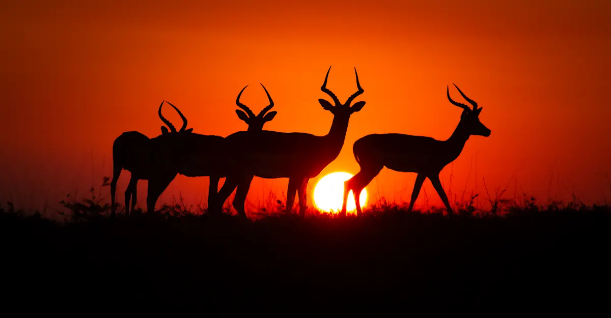 Impala, Sabi Sands.