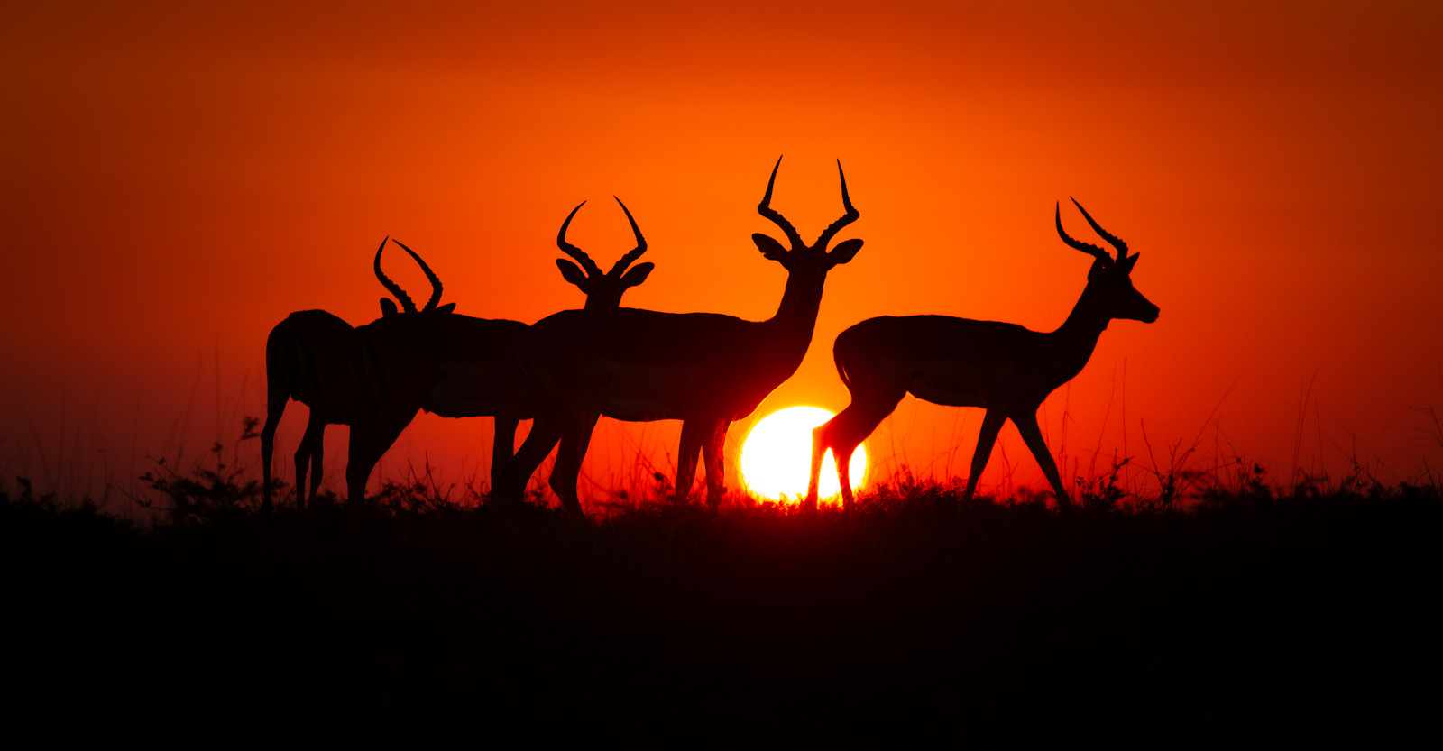 Impala, Sabi Sands