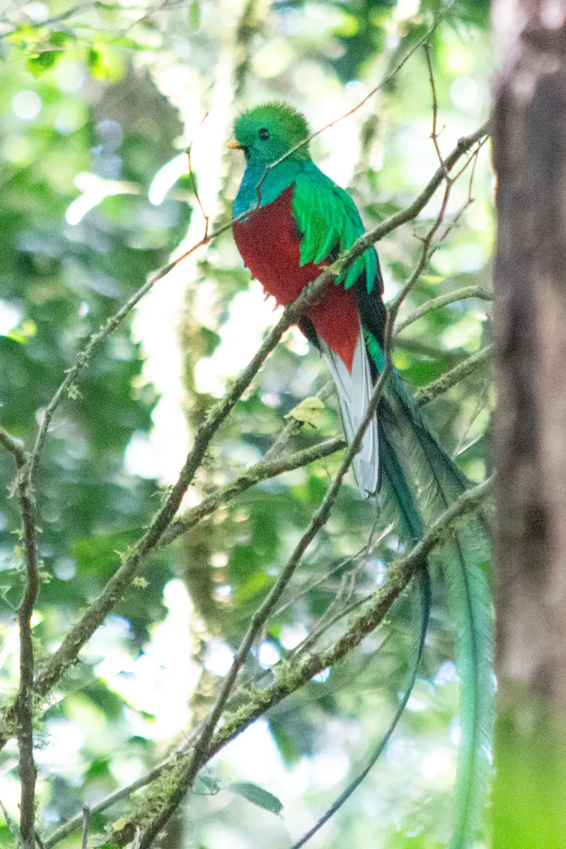 Spotting a vibrant quetzal in the cloud forests of Costa Rica.