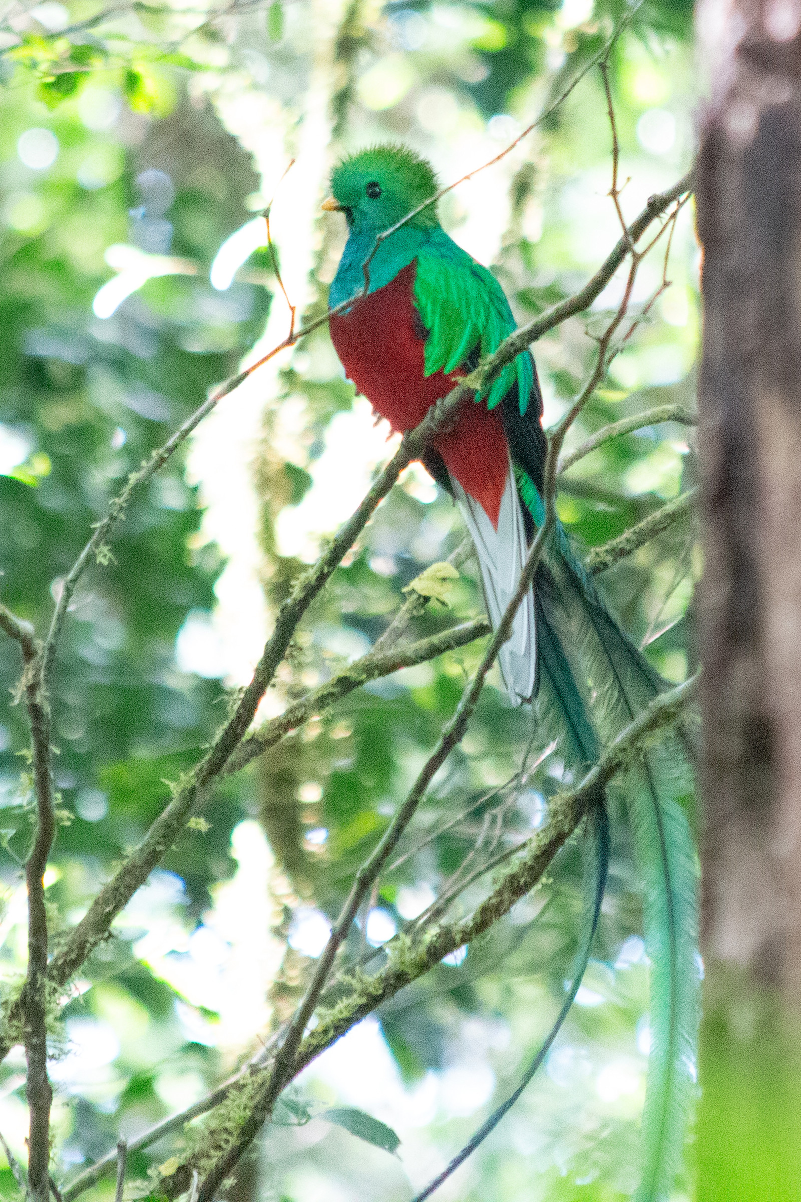 Spotting a vibrant quetzal in the cloud forests of Costa Rica.