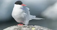 Arctic tern, Antarctica.