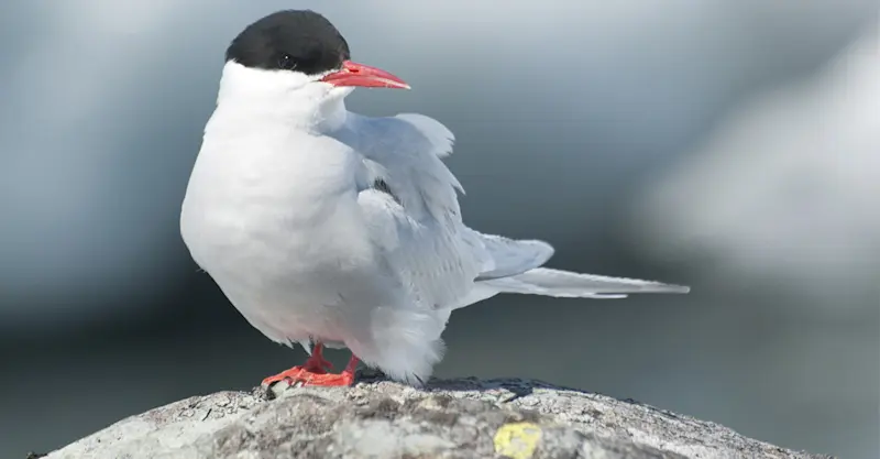 Arctic tern, Antarctica.