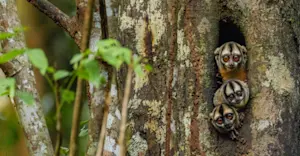Night monkeys (owl monkeys), Amazon, Peru.