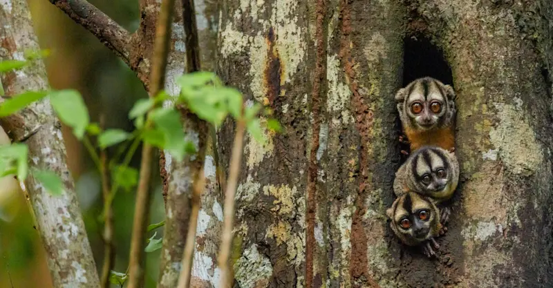 Night monkeys (Owl monkeys), Amazon, Peru.
