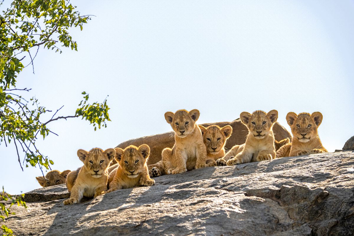 Know Before You Go: When to go on a Tanzania Safari