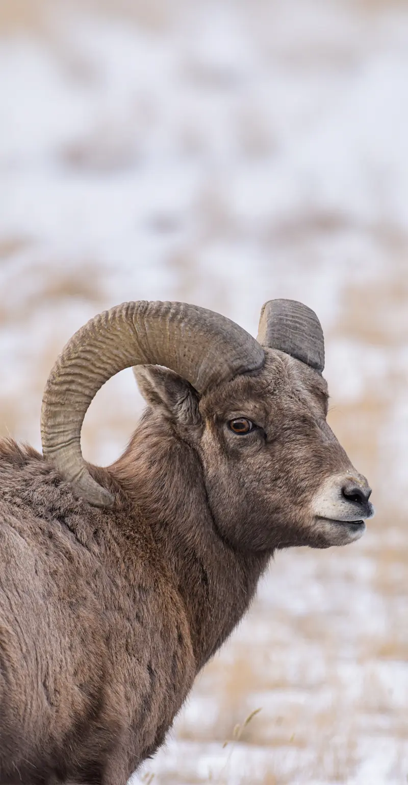 Bighorn Sheep