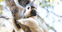 Verreaux's sifaka, Zombitse-Vohibasia National Park, Madagascar.