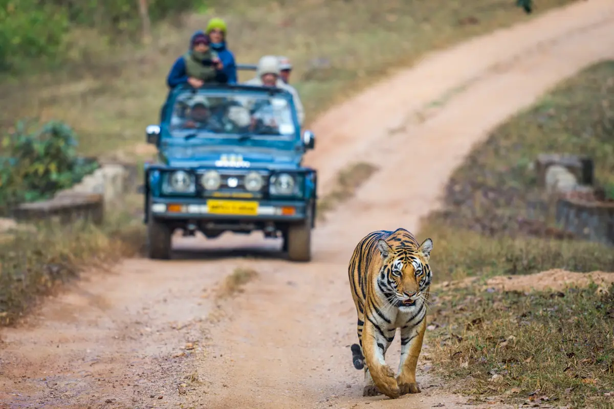 Bengal tiger, Dudhwa National Park, India.