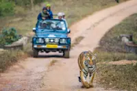 Bengal tiger, Kaziranga National Park, India.