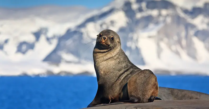 Fur seal, Antarctica.