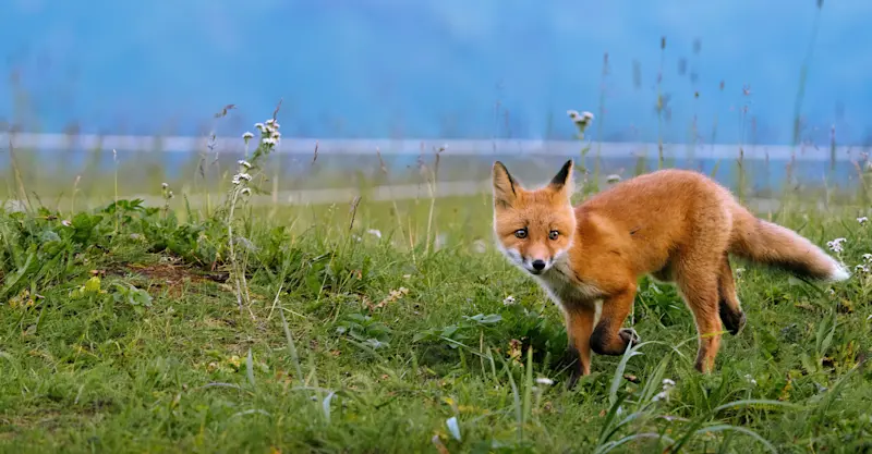 Fox at Nat Hab's private Alaska Bear Camp, Lake Clark National Park & Preserve, Alaska.
