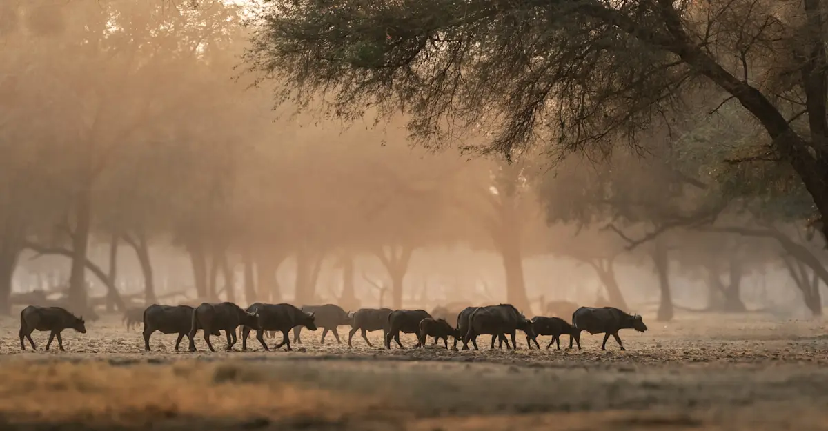 Buffalo, Lower Zambezi.