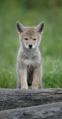 Coyote pup, Yellowstone National Park, Wyoming. 