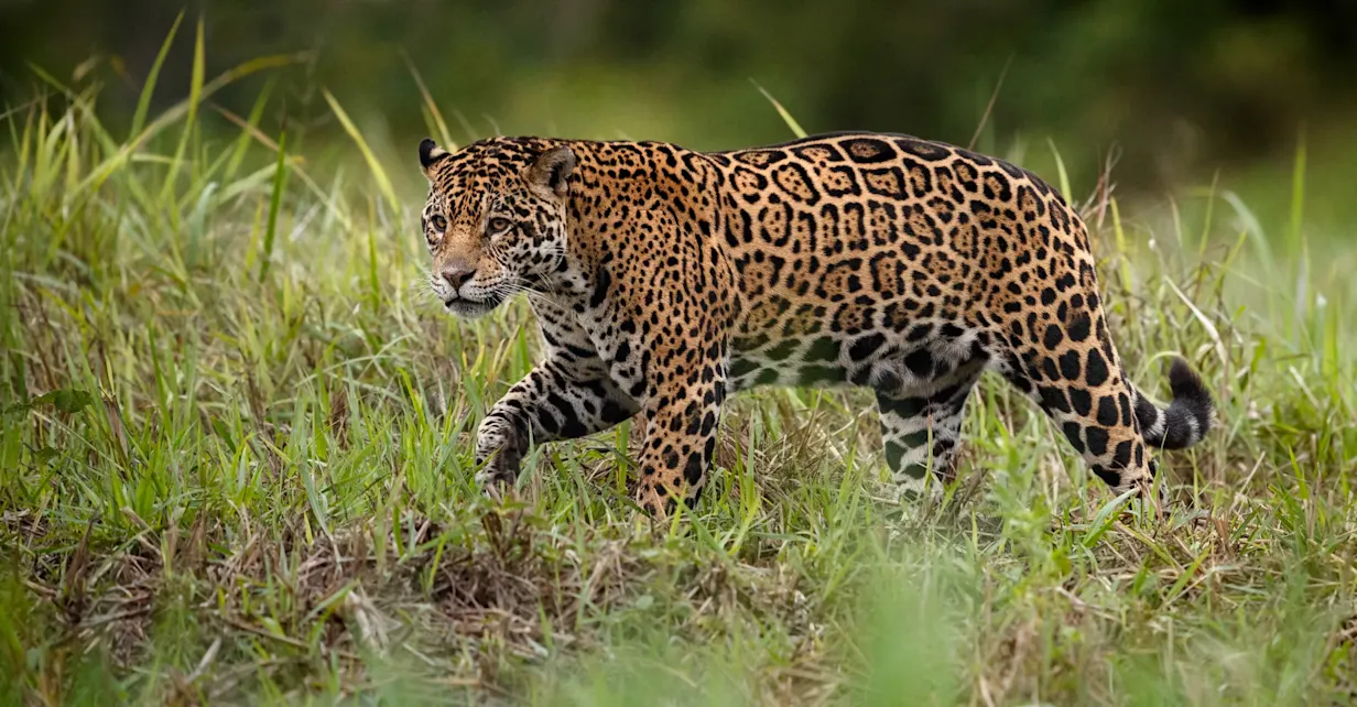 A jaguar walks through the grass on the edge of a riverbank in the Pantanal, Brazil