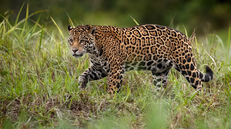 A jaguar walks through the grass on the edge of a riverbank in the Pantanal, Brazil
