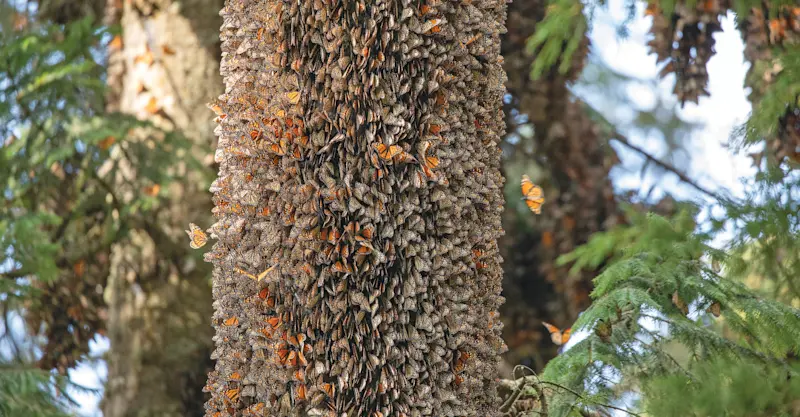 Monarch butterflies, El Rosario Butterfly Sanctuary, Angangueo, Mexico.