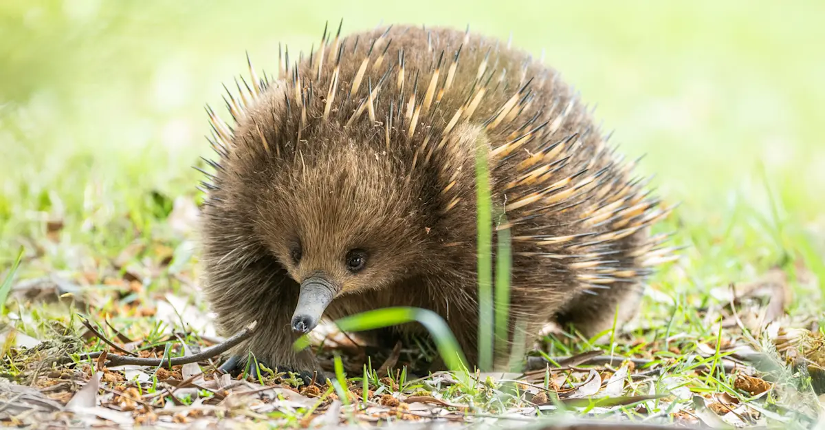 Echidna.