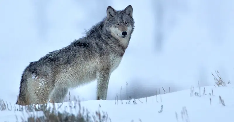 Gray wolf, Yellowstone National Park, Wyoming.
