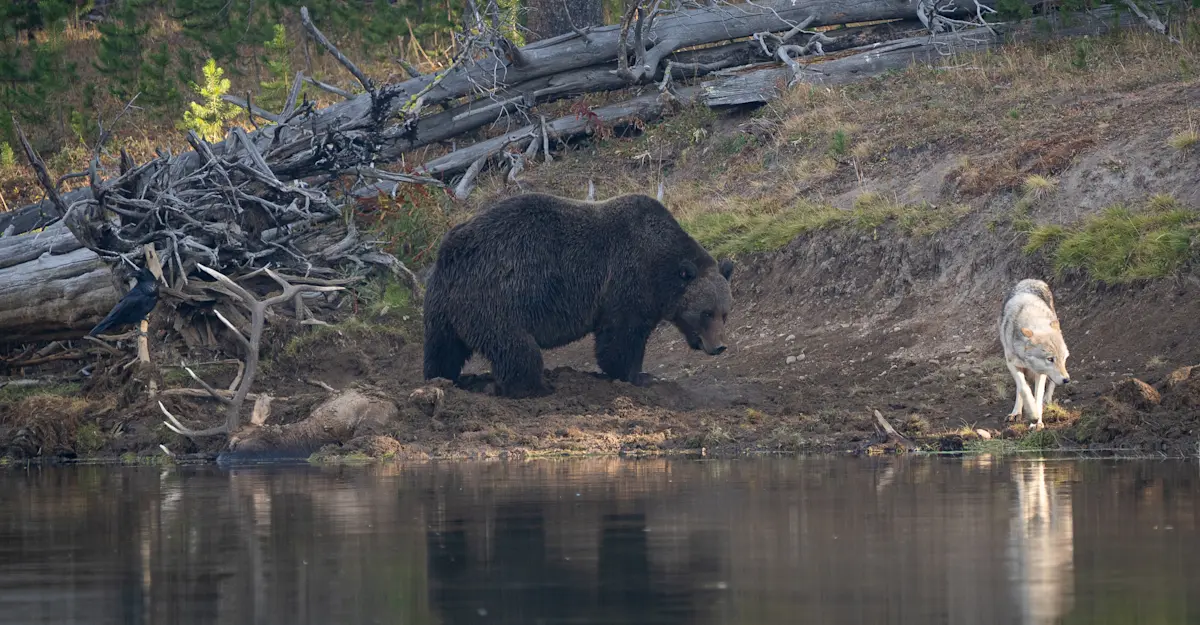 Grizzly bear and gray wolf, Yellowstone National Park.