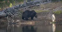 Grizzly bear and gray wolf, Yellowstone National Park