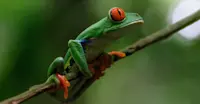 Red-eyed tree frog, Bijagua Rainforest Garden, Costa Rica.