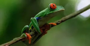 Red-eyed tree frog, Bijagua Rainforest Garden, Costa Rica.