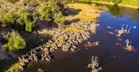 Zebras, Boteti River, Botswana.