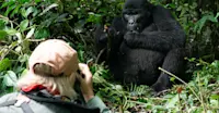 Nat Hab guest and mountain gorilla, Volcanoes National Park, Rwanda.