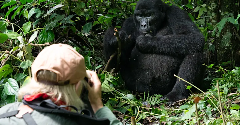 Nat Hab guest and mountain gorilla, Volcanoes National Park, Rwanda.